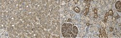 Acetyl CoA Carboxylase 1, Rabbit anti-Human, Polyclonal, Millipore Sigma